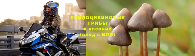 где купить наркоту  Удомля  Псилоцибиновые грибы Cubensis 